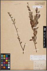 Foto von Salix cinerea L. x Salix repens L.
